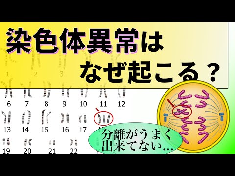 18【出生前診断②】染色体異常はどうやって発生する？