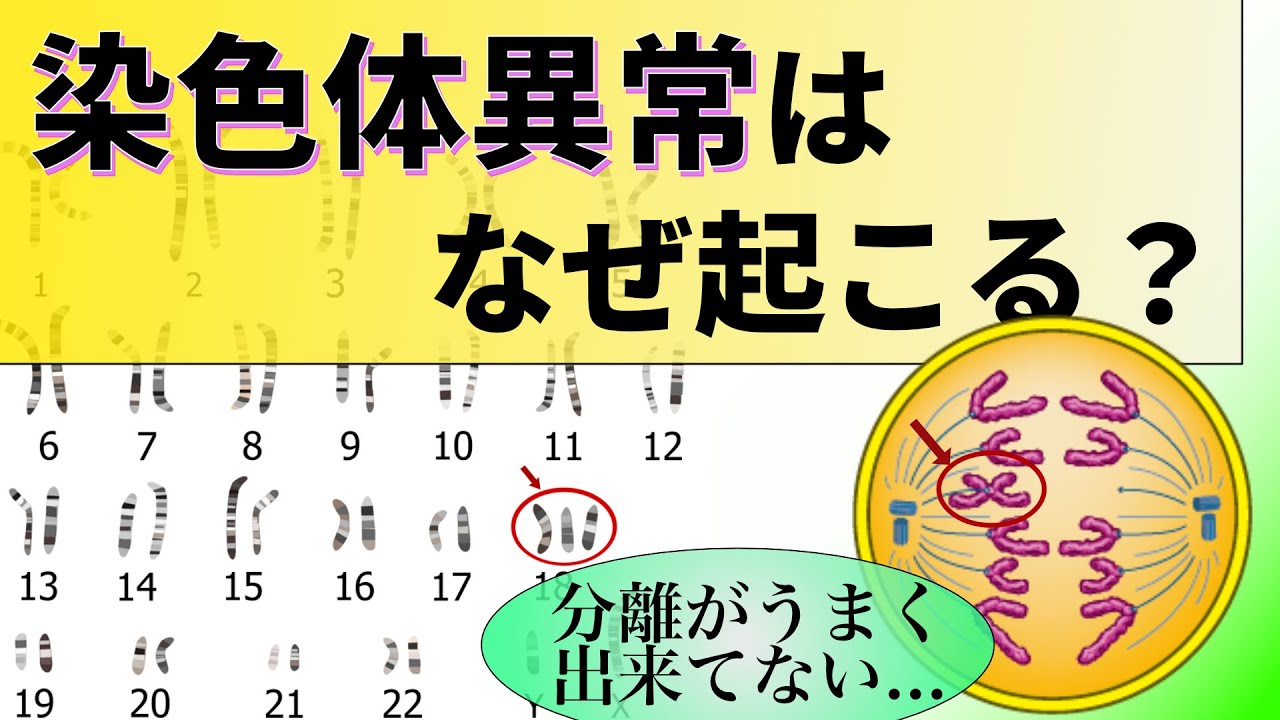 18【出生前診断②】染色体異常はどうやって発生する？