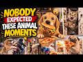 Nobody Expected These Animal Moments