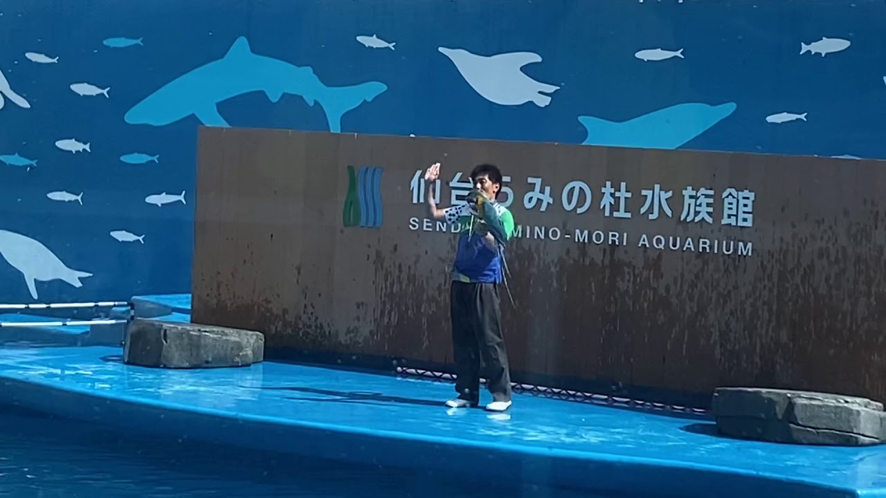 海の杜水族館 イルカショー 2020.6.28 YouTube 海の杜水族館 イルカショー 2020.6.28 YouTube