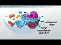 SARCOPLASMIC RETICULUM — a specialized form of endoplasmic reticulum found in muscle cells