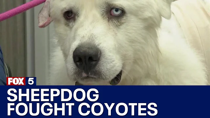 Decatur sheep dog goes missing after fending off c...