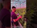 Growing Plants Vertically Using Guided Support Strings