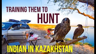 How to Train a Falcon (Falconry) |  Eagle Hunting | Indian in Kazakhstan | Travel Vlog 4