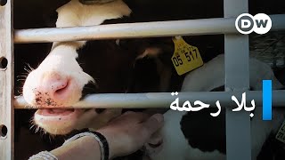 وثائقي | قسوة عمليات نقل الحيوانات - تجارة الماشية - بؤسٌ منظّم دوليا | وثائقية دي دبليو