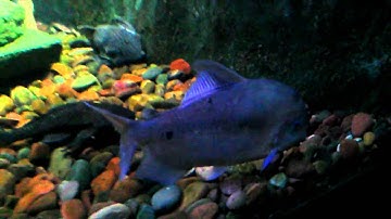 Toledo zoo aquarium part 3