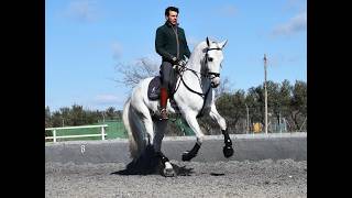 Faisan Jabalquinto - 02 2026 geritten - www.elegante-andalusier.com