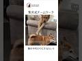 ゴールデンレトリバーの前足の活用法 #柴犬