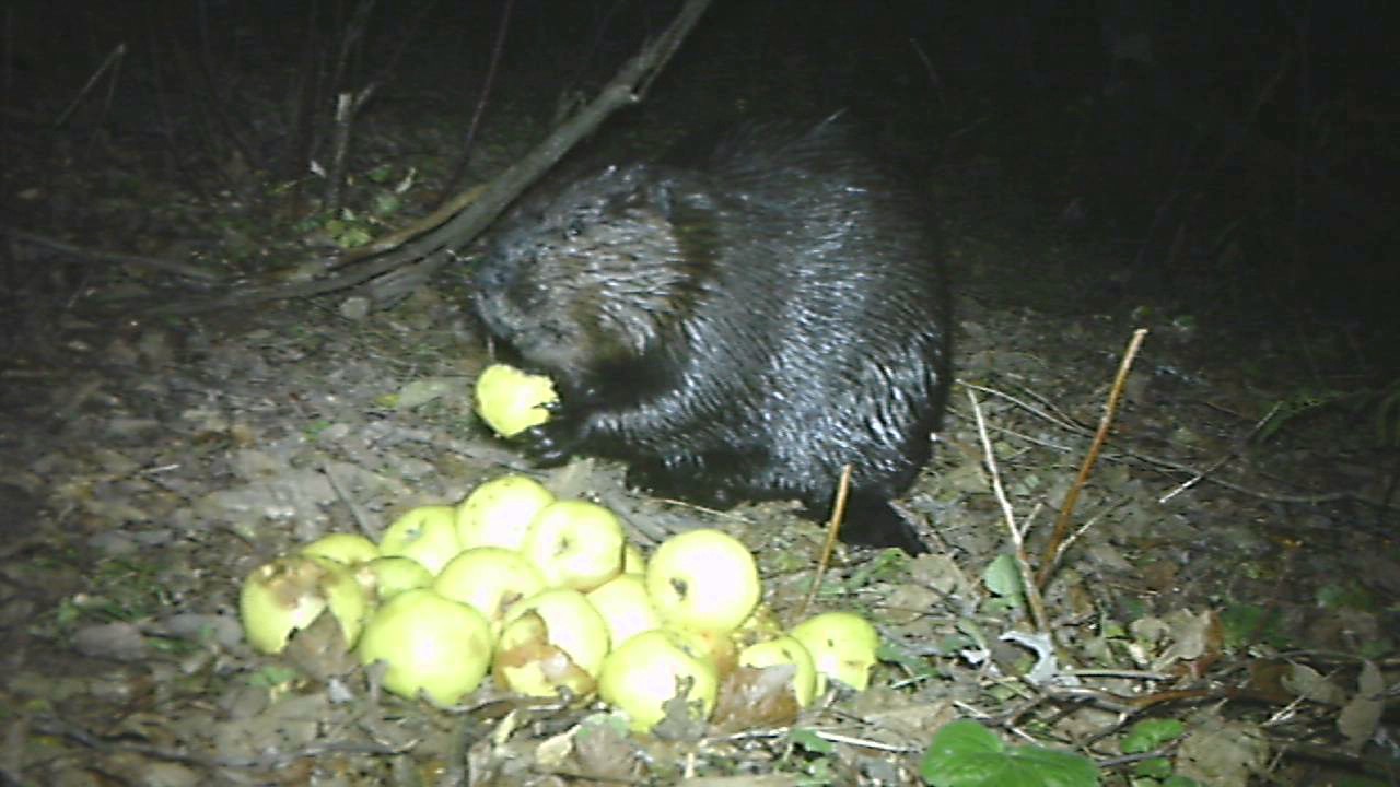 Young Beavers eats apples YouTube