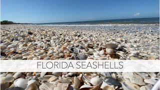 Does Florida have the best shells? Let&#39;s explore an island and find out!