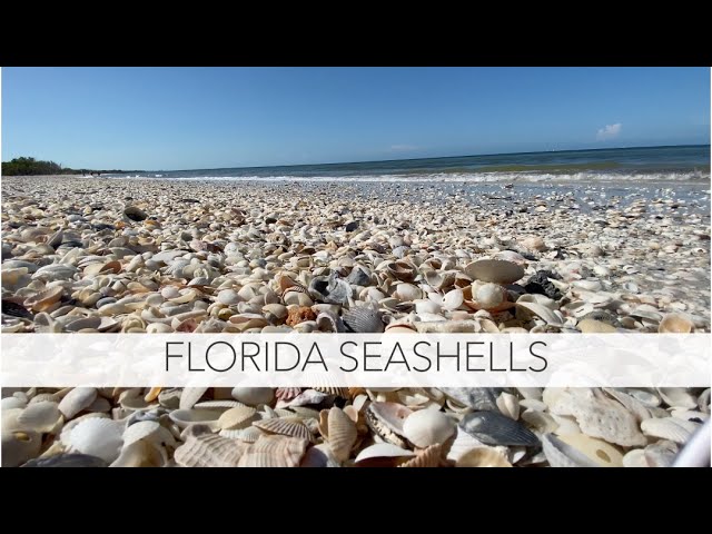 Does Florida have the best shells? Let's explore an island and