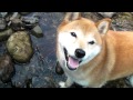 柴犬ジロー　田舎暮らし4　Shiba inu
