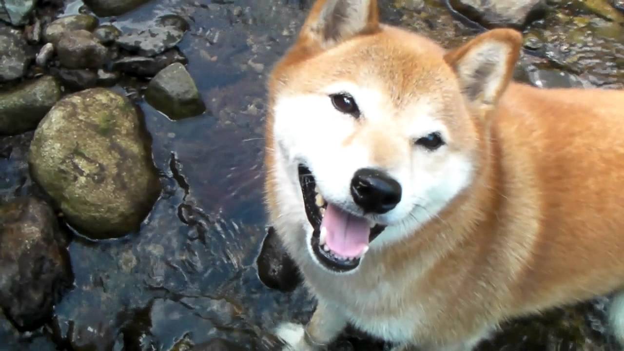 ☆希少！☆四季オリジナル☆柴犬☆ジロー　座り☆未使用 柴犬ジロー 田舎暮らし4 Shiba inu - YouTube