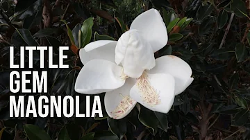 Co je magnolie &quot;Felicity&quot;?