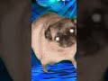 Dog be like
