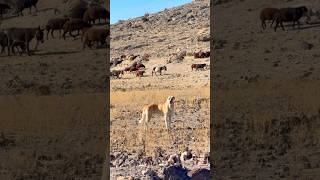 Kangal sheep dog protects sheep in the Village of Eight (Arzap) near Dogubayazit. Come join us!