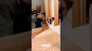 These Dogs Have the BEST Reactions 😂🔥 | Viral Compilation