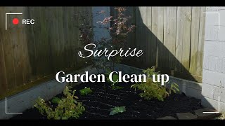Surprise gardening day in Shade Japanese Maple garden bed
