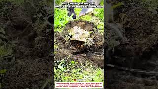 Root Cutting Machine Tool for Soil Control Efficiency Innovation