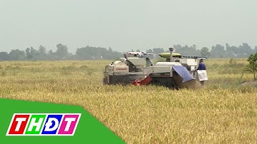 VNSat - Nâng cao trình độ sản xuất lúa tại ĐBSCL | Tái cơ cấu nông nghiệp | THDT