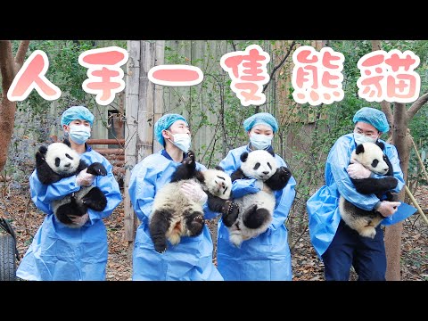 《熊貓早晚安》人手一隻熊貓的快樂，我也想擁有 | iPanda熊貓頻道