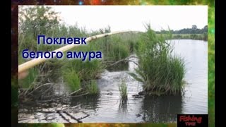 Поклевка на боковой кивок Белый амур!(отчеты о рыбалке)