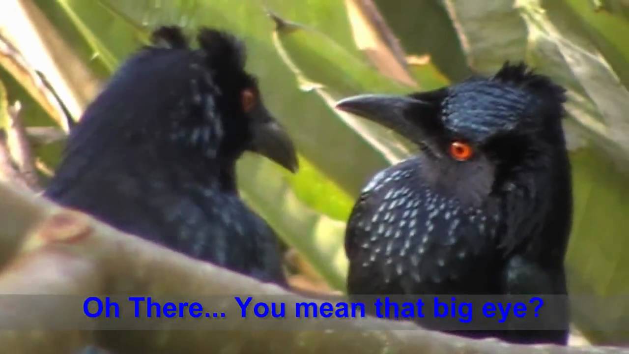 And you call me a Drongo