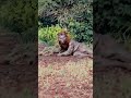 My Pet Lion Turn To Man 