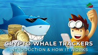 What are Crypto Whale Trackers || How does Crypto Whale Tracker Work || Crypto Trading for Beginners
