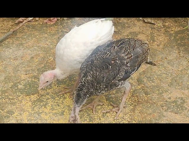 🦃 2 month old baby Turkey Bird 🦃 // Turkey Bird farming // Poultry farm in Assam // Poultry farming class=