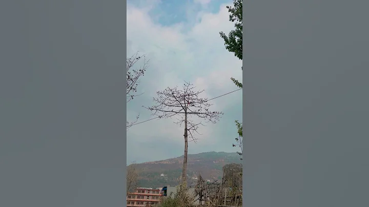 Theee things cannot be long hidden: the sun, the moon and the truth ☘️ #quotes #truth