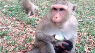 Monkey At Angkor Wat Group