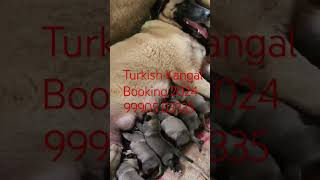 Kangal Dog Puppy For Sale 99905 03335 In India 2024