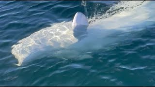 Endangered Beluga Whale Greets Volunteers With Cool High Five