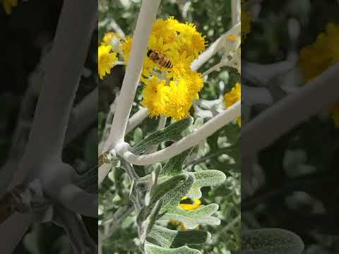 زین دو هزاران من و ما ای عجبا من چه منم گوش بنه عربده را دست منه بر دهنم چونک من از دست شدم در ر