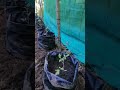 Growing Backyard Tomato with trellis - #backyardgardening