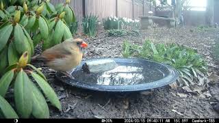 Bird Bath, March 15, 2024 (1/3) by Alex P 296 views 1 month ago 2 minutes, 36 seconds