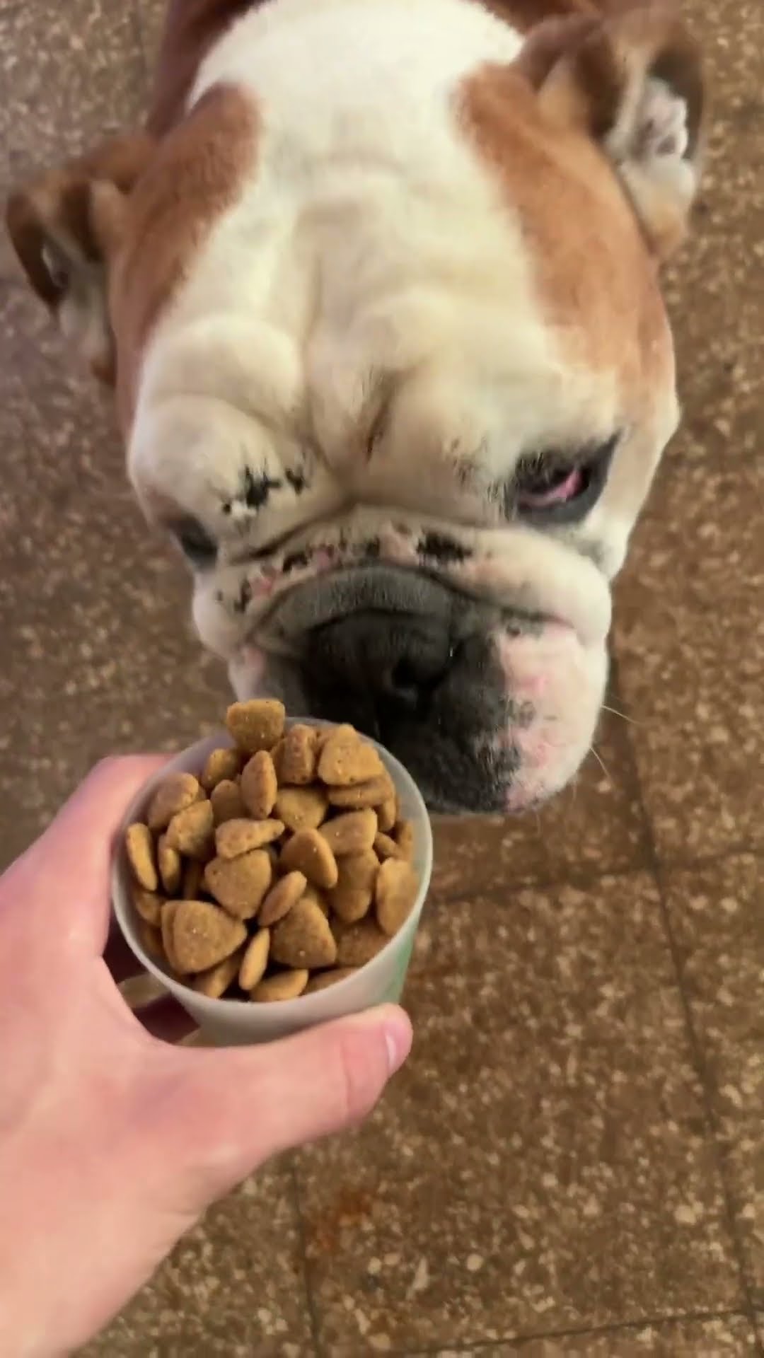 MI PERRO Y LA PALABRA MÁGICA?