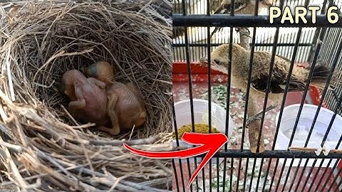 PERKEMBANGAN burung cendet dari kecil sampai dewasa || part 6