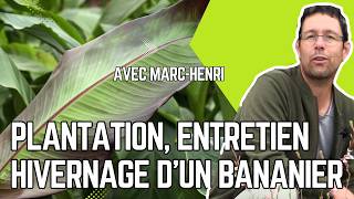 Comment Obtenir De Magnifiques Bananiers Dans Son Jardin