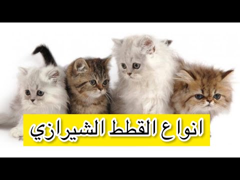 انواع القطط الشيرازي وصفاتها والقطط البلدي والرومي