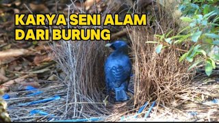 5 sarang burung paling indah di dunia - kreatif banget kayak karya seni 