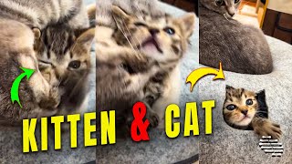 Kitten Got Caught by a Cat