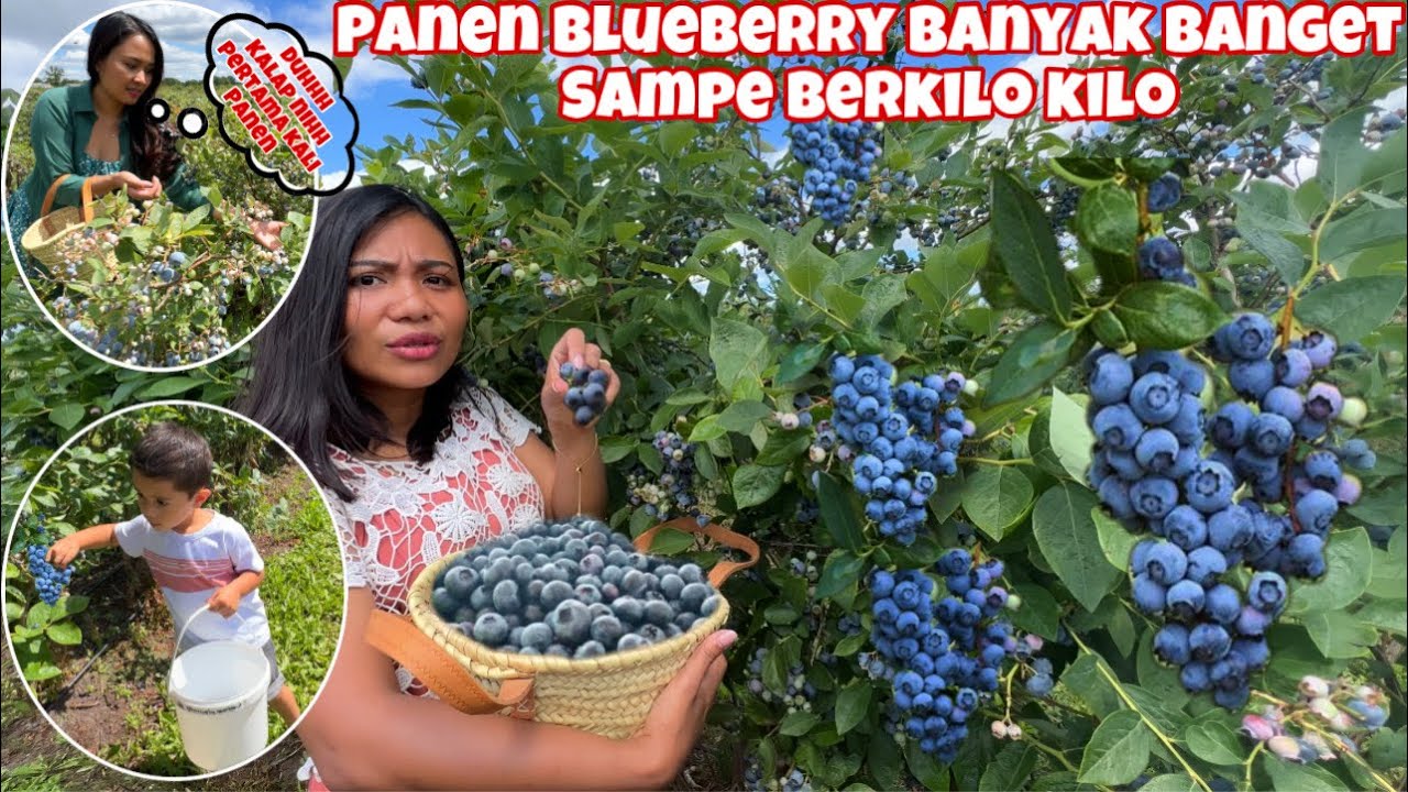 PANEN BLUEBERRY BERKILO KILO, BANYAK BANGET