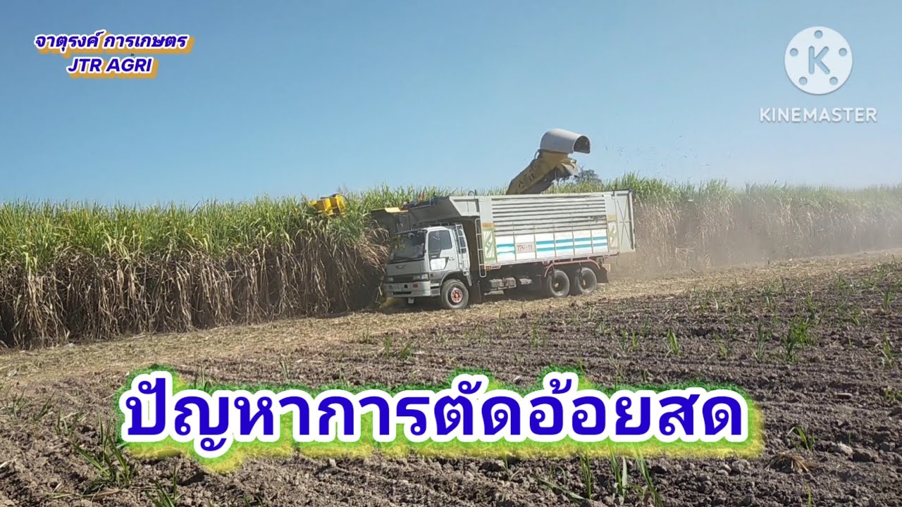 ปัญหาการตัดอ้อยสดของชาวไร่อ้อย