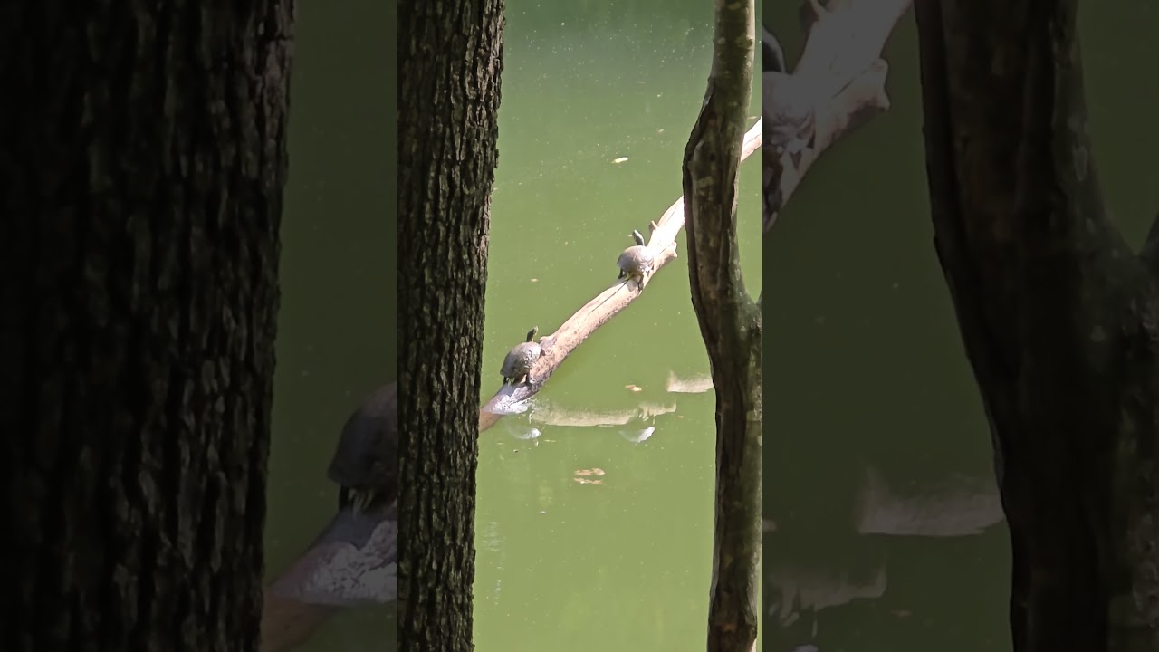 Turtles Sunbathing