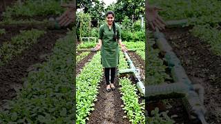 वॉटरक्रेस की खेती का देसी जुगाड़ 😱||#aivideo #shorts #newtrend #viral #trending