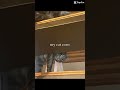 #viral #edit #makethisgoviral #viral #viralvideo #cat #catvideo #catcore #catholic #catlife