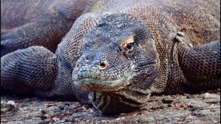 Do Komodo Dragons Bite Humans Video by Cute Animal 2,166 views 4 months ago 1 minute, 22 seconds