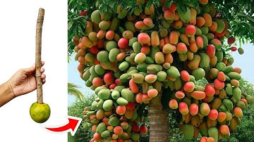 Unique​ Technique Grafting Mango Tree Using Aloe Vera Growing Faster and Has Many Fruits